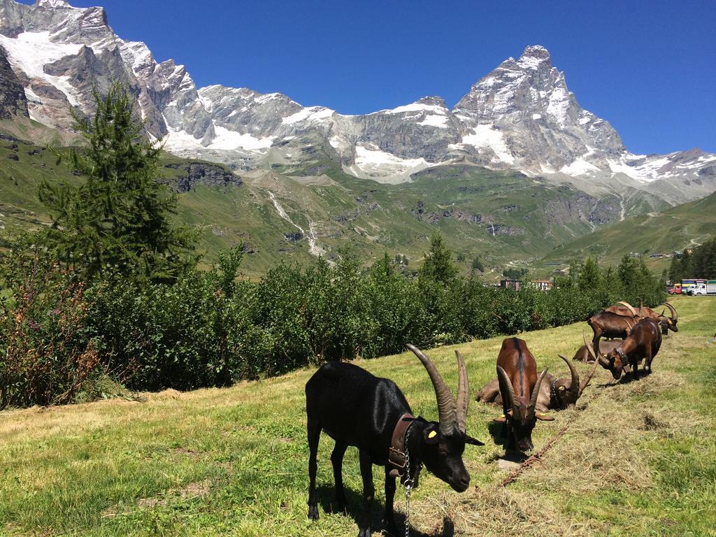 Hotel Mignon Breuil-Cervinia Exteriér fotografie